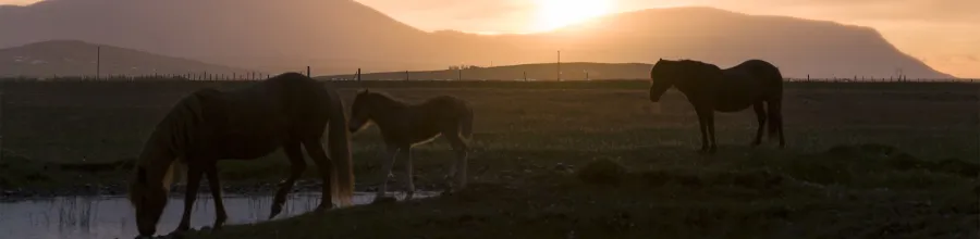 icelandshorse, iceland