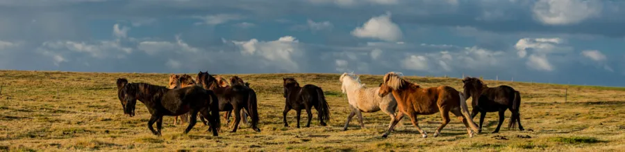 Free Icelandic horses in a meadow in northern Iceland.