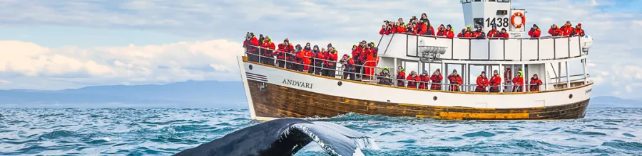 Whale watching in Húsavík.