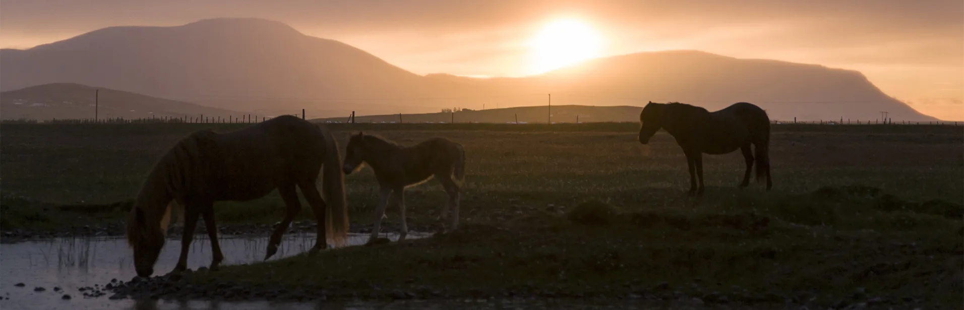 icelandshorse, iceland, south coast