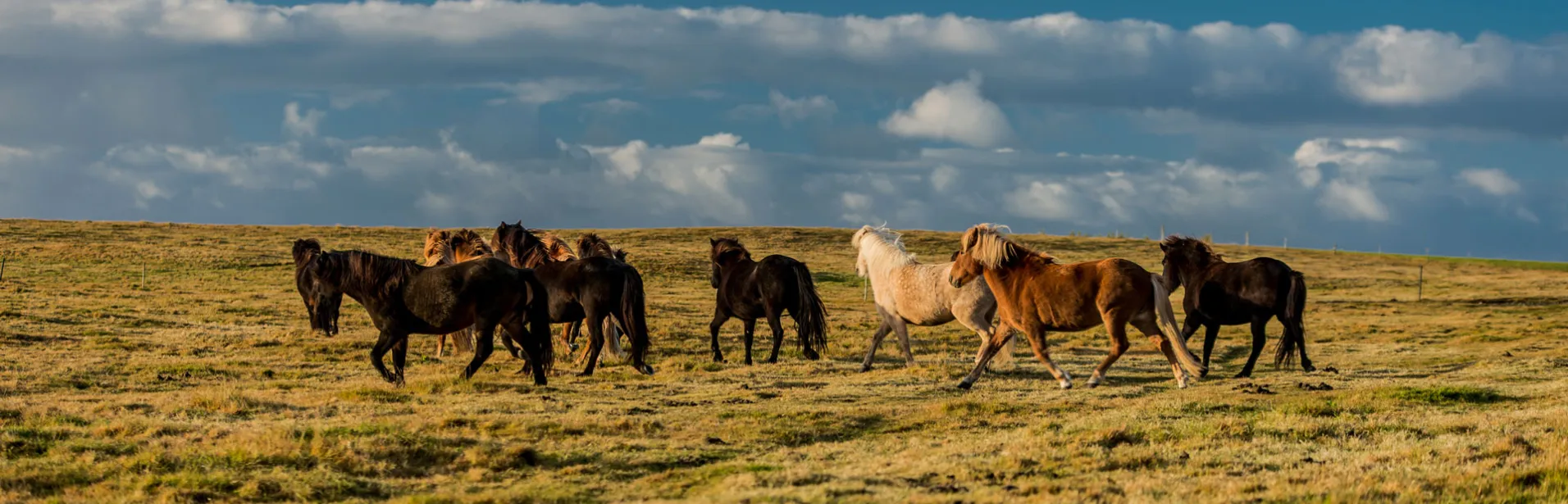 Free-roaming Icelandic horses in a meadow in northern Iceland.