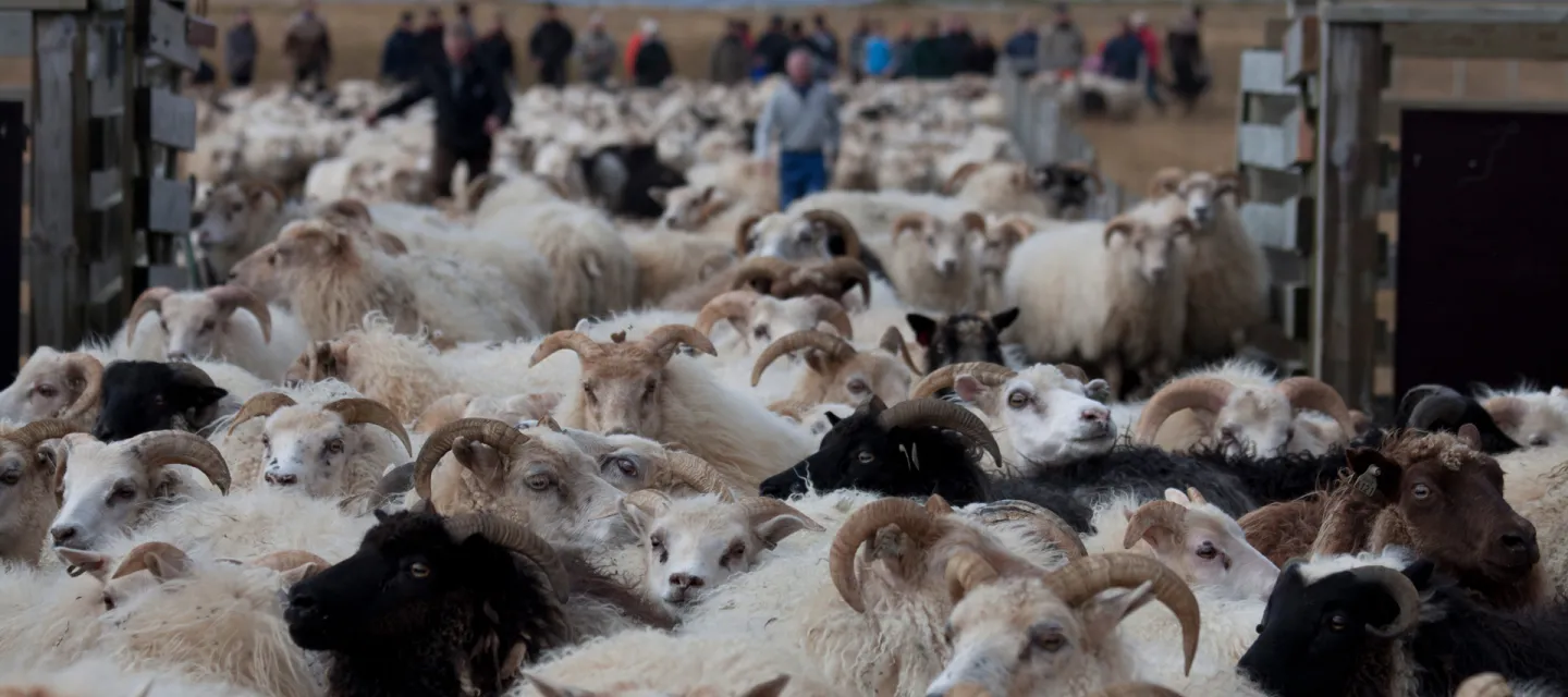 Round-up of sheep, Rettír in Iceland. 