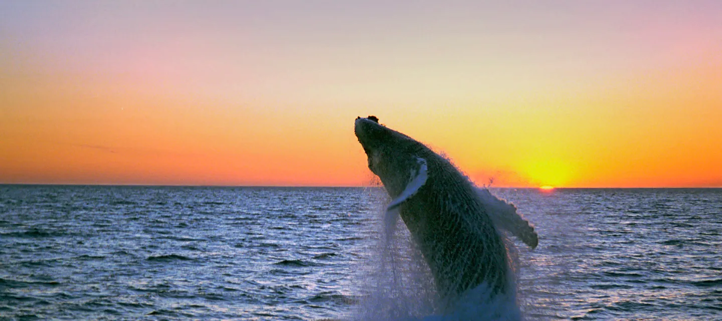 Whale watching in summer in Húsavik, Iceland